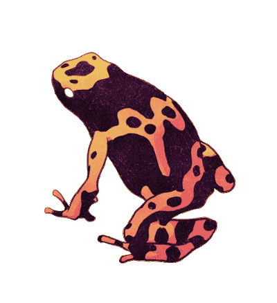 Frog GIF